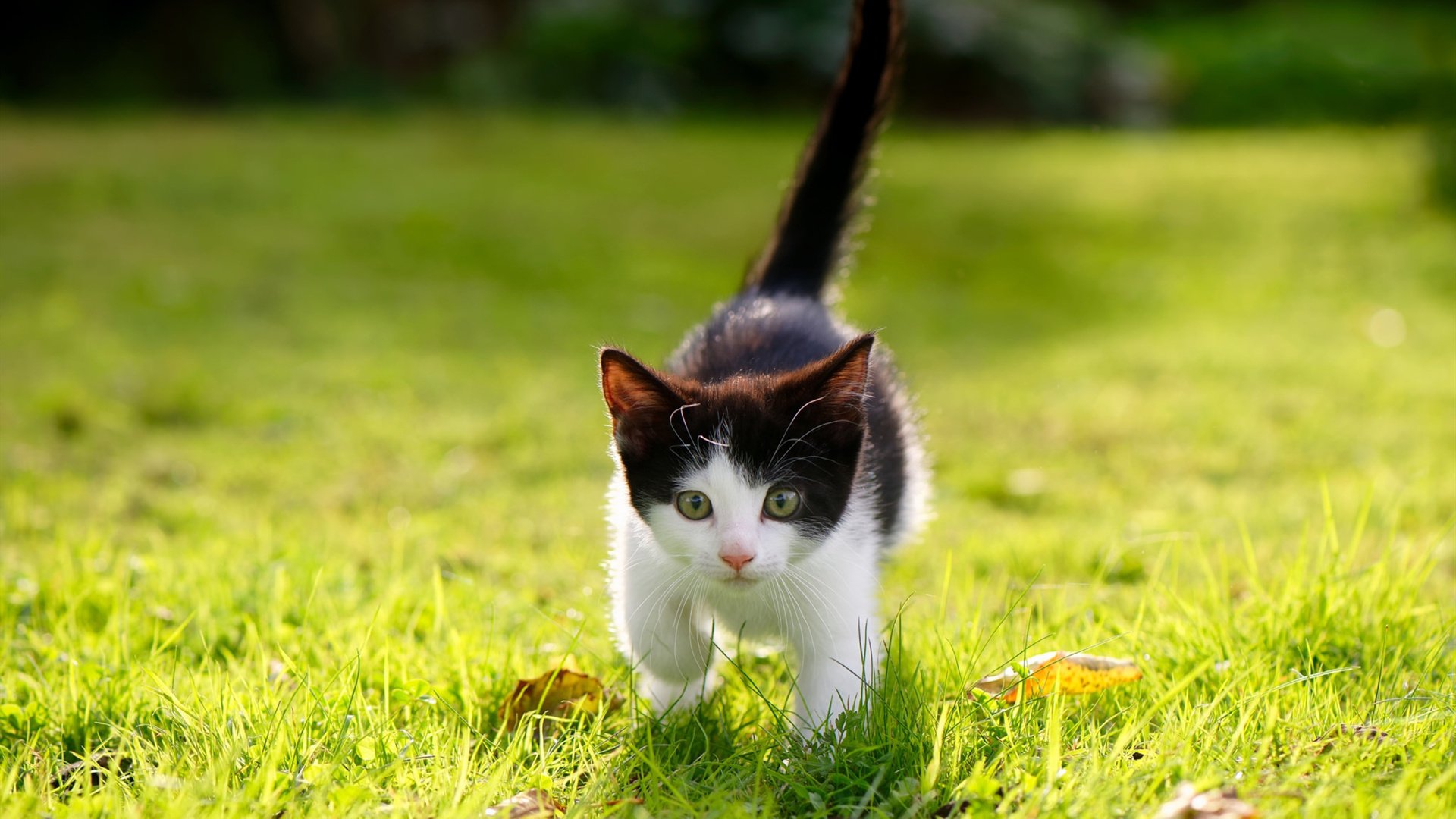 太阳生死战取胜奇才，2026世界杯焦点战的预演与启示